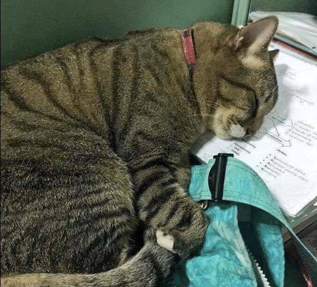 猫咪|猫咪趴在试卷上一脸的生无可恋，结果还睡着了！网友：像极了上学的我
