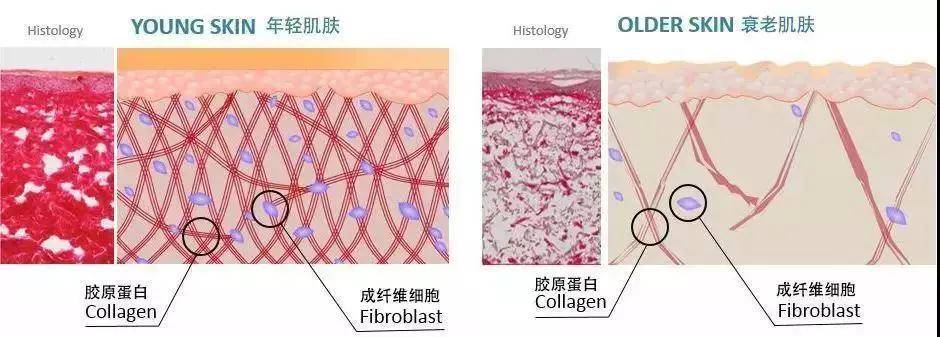 知识科普|爱兰诗 | 逆龄生长抗衰老，多肽法宝少不了！