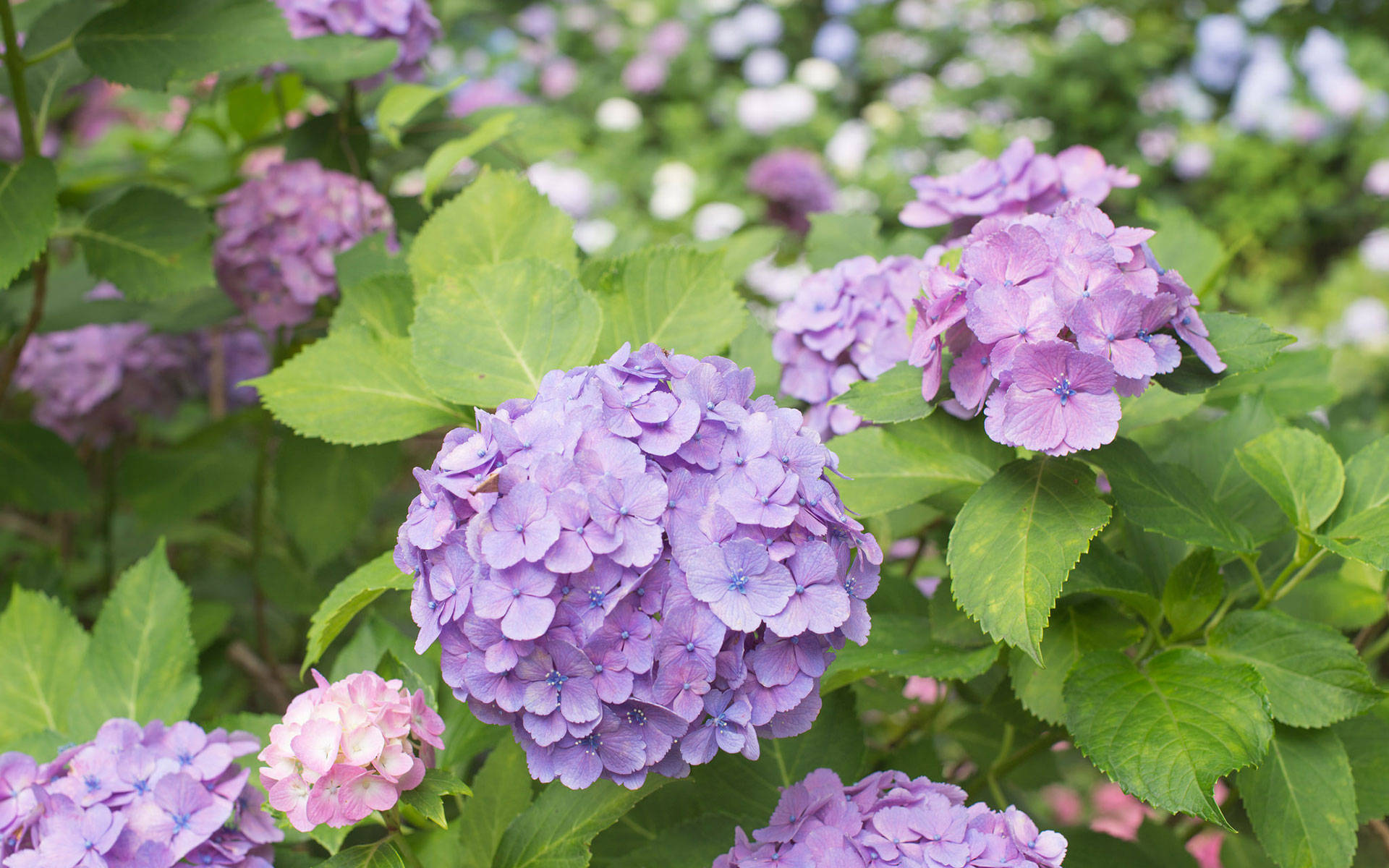 8月3日星座运势 白羊事半功倍 狮子未雨绸缪 水瓶量力而为 工作