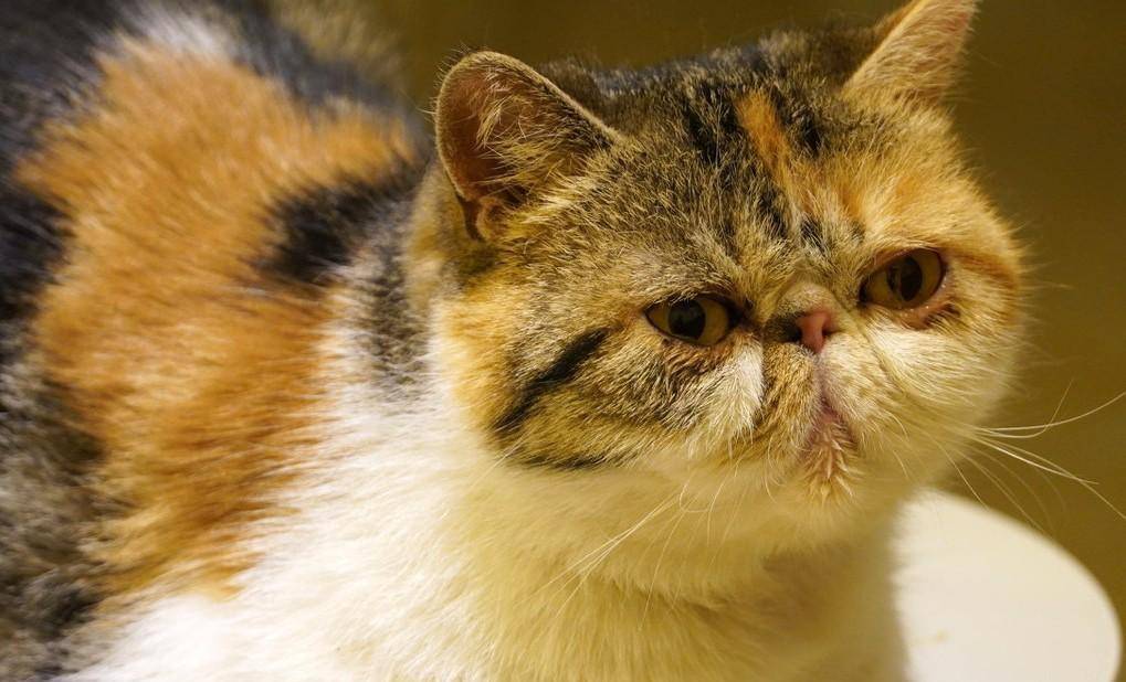 智商|谁说加菲猫智商低？其实它只是长得蠢，实际上聪明得要命！