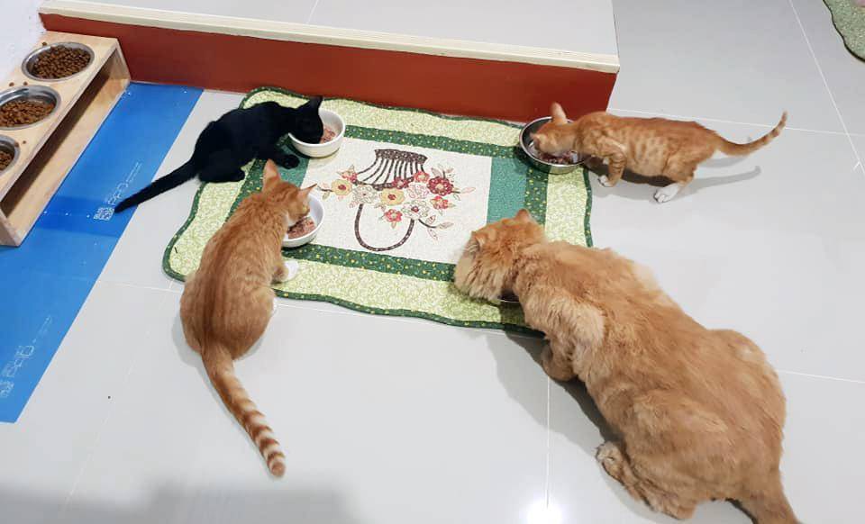 智商|谁说加菲猫智商低？其实它只是长得蠢，实际上聪明得要命！