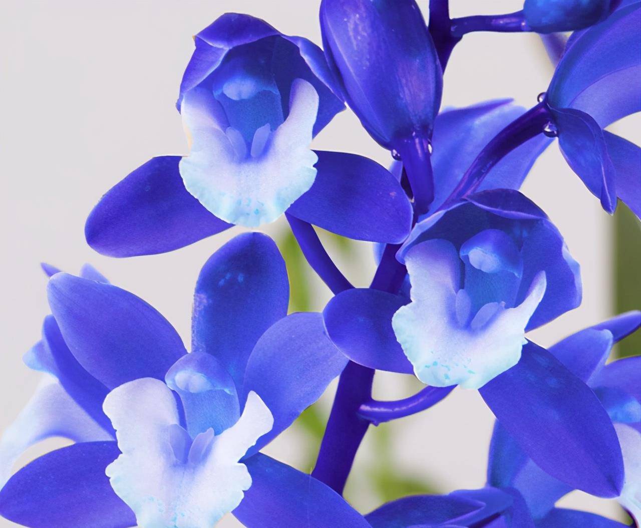 养一盆"蓝色"兰花,邻居们都羡慕,确实很美_花卉