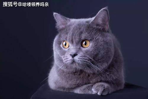 猫咪怎么看是圆脸 952374042a714d9099599ab440593492.jpeg