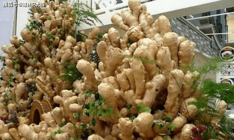 吃不完的老姜这么一盆栽 来年就能收获新姜 平时堪当驱蚊剂 生姜