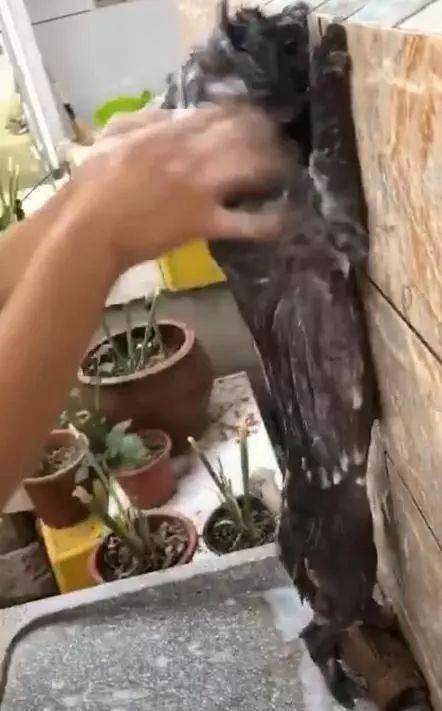 猫咪|洗澡最配合的狸花猫，两腿直立趴在墙壁上，完全失去了猫的傲气！