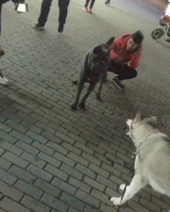 什么|二哈不断挑衅猛犬卡斯罗,旁边还有只柯基看热闹,结局出乎意料!