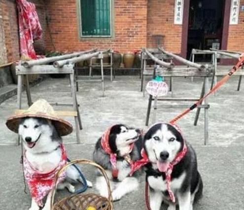 因为|三只二哈跟奶奶入乡随俗，这画面看起来，忍不住笑出声了