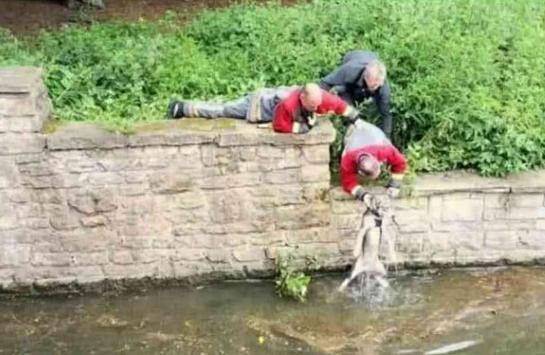 智商|3个大男人趴河岸边, 不是钓鱼, 而是钓哈士奇?