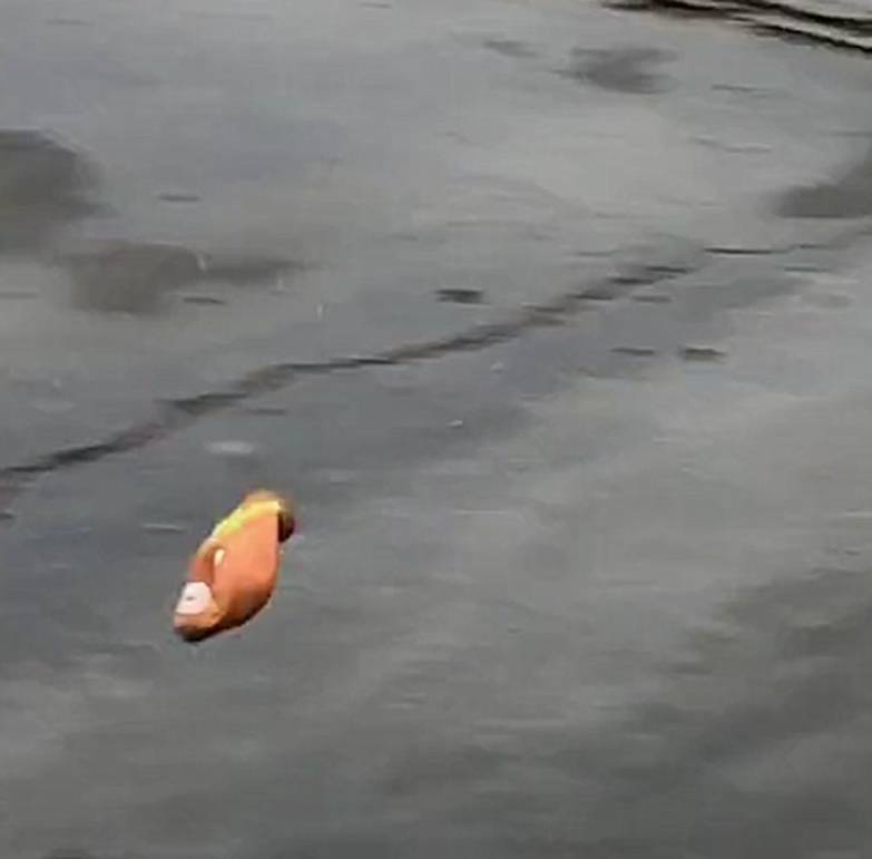 因为|下雨天二哈撒欢儿，在水地里狂奔似小马驹，鞋子都跑丢了…
