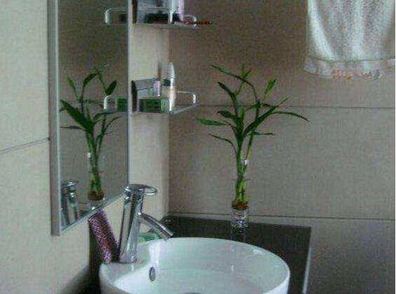 富贵竹几支才最好 b0c3615314924d9e8e015976475ae749.jpeg