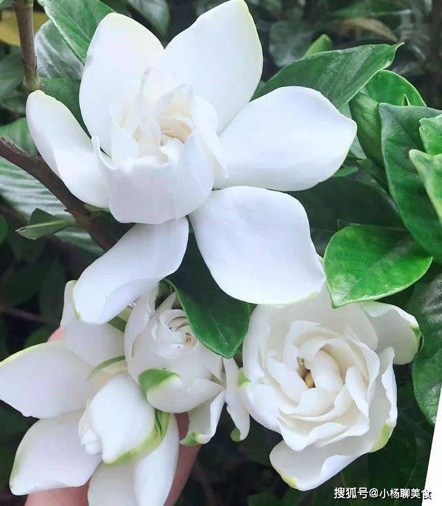 有湿气别吃茴香了 多吃它 敞开吃不长胖 湿气消失了 轻松过秋天 栀子花