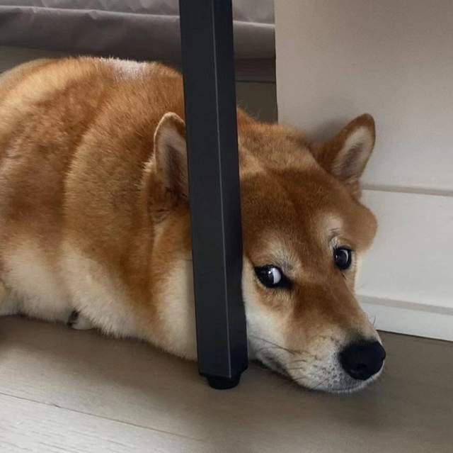 咨询|柴犬挑食是因为什么，应该怎么解决？