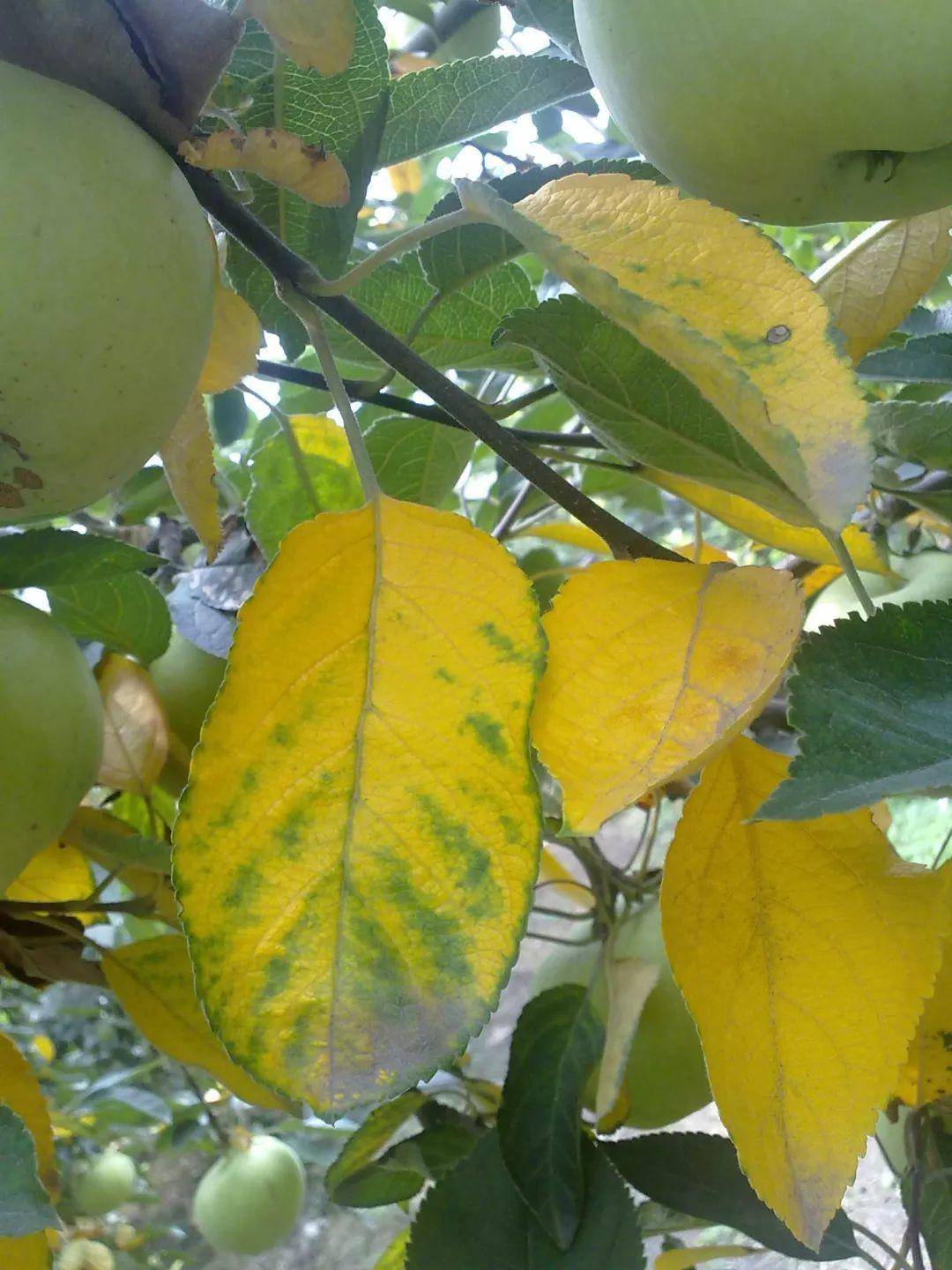 8月苹果树管理技术要点,请注意查收