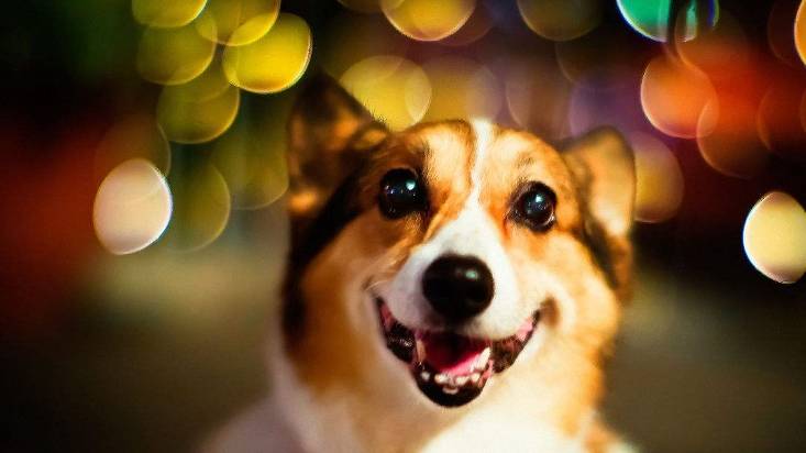 进行|都说短腿柯基难饲养，只因不知这6个好处，不后悔养了它！