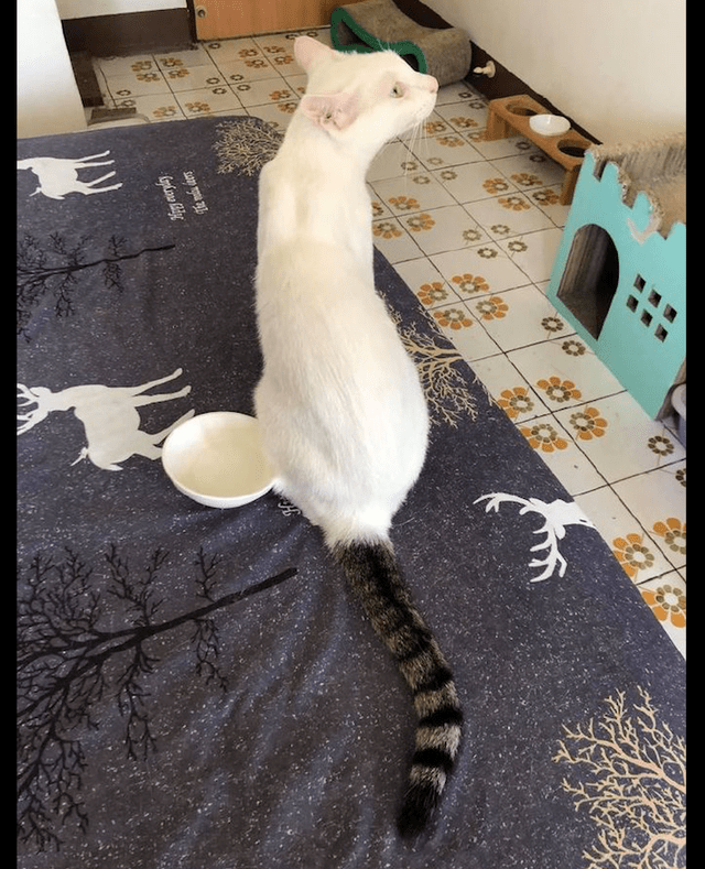 原创从正面看是一只白色的猫但是尾巴却是狸花色的是拼接猫吗