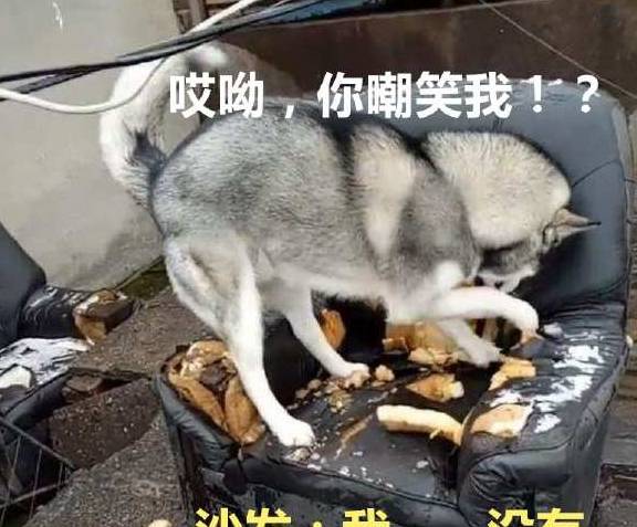 做法|二哈拆家主子管不了，女主人想奇招，二哈：这个疯女人告你骚扰！