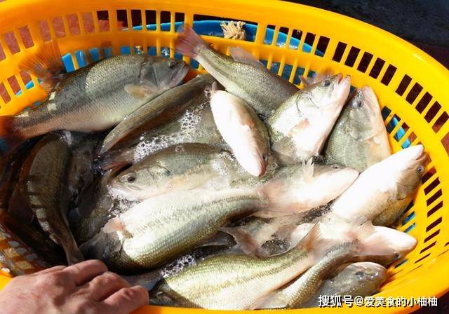 眼睛|买鲈鱼，别只知道挑大的！碰到这3种要懂得避开，搞清再买不上当