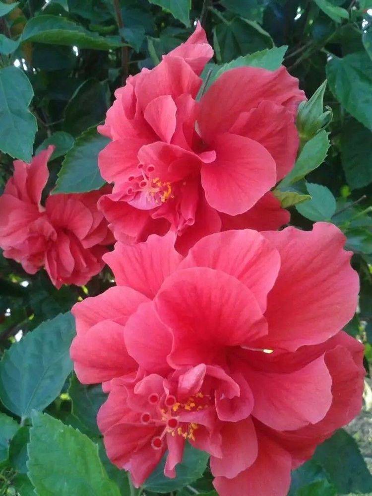 夏季阳台养一盆它,花朵大颜色正,花量多花期长,很美啊