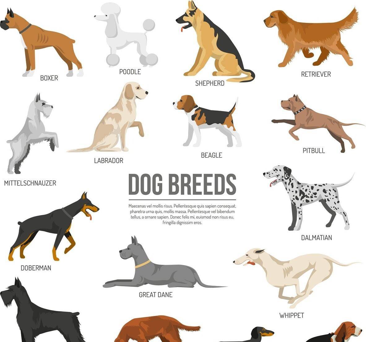 狗子交配时出现拔不出的情况 这是真的吗 遇见危险怎么办 环境