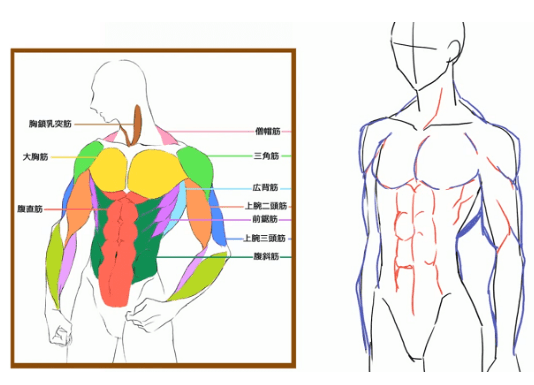 原創男性肌肉怎麼畫掌握基本人體結構人體肌肉怎麼畫都好看