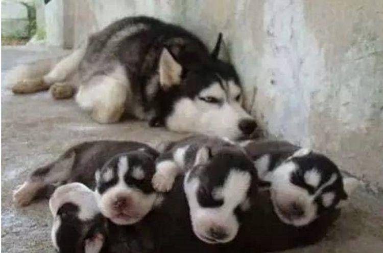 思绪|戈赞：二哈当妈妈了之后竟然变成了这样？