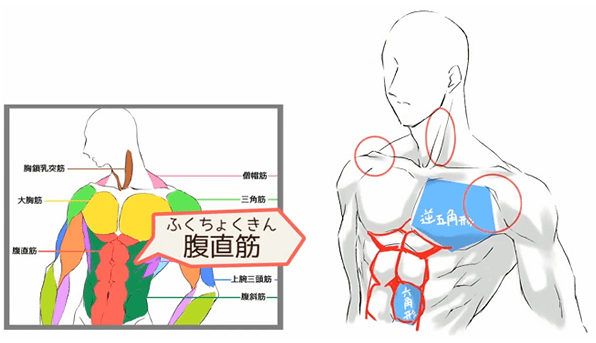 原創男性肌肉怎麼畫掌握基本人體結構人體肌肉怎麼畫都好看