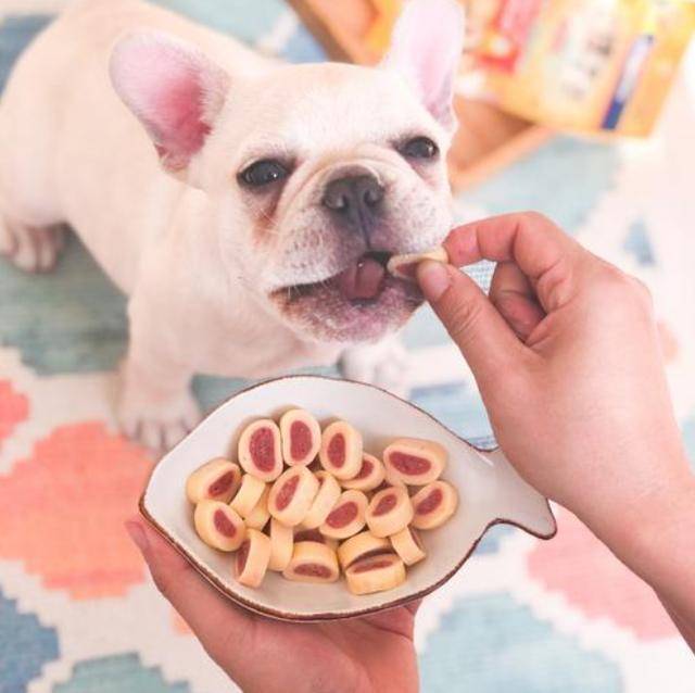 疫苗|6个新手养狗最容易犯的错误,都能避开的人,才是“老司机”