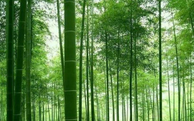 在过去,人们很喜欢竹子,因为认为竹子的不屈,向上是美好的品格.