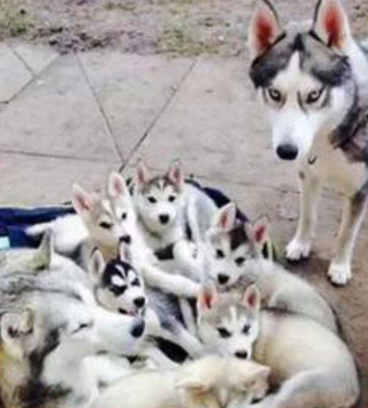 思绪|戈赞：二哈当妈妈了之后竟然变成了这样？