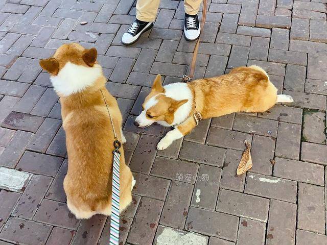 精力|泰迪和柯基相比，谁更适合家养？5个原因让柯基更占优势