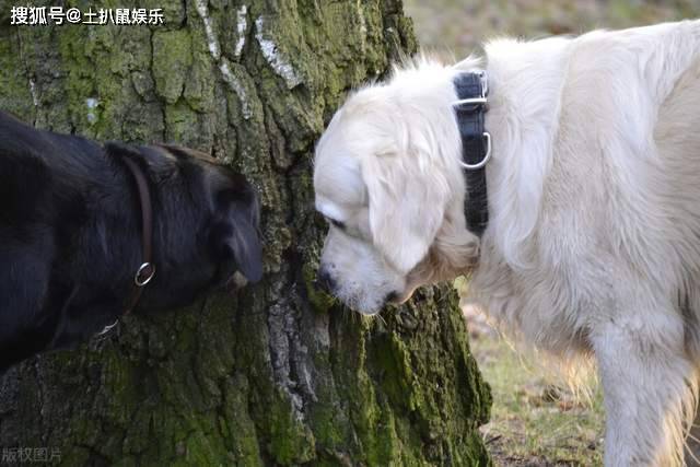 世界犬类智商排名_犬类智商排名(2)