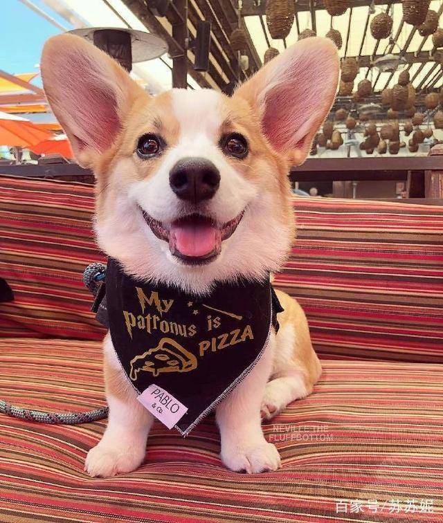 因为|萌萌哒的小短腿柯基要不要来一只回家养着呢？