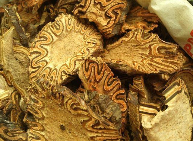 老人说我捡到宝,仔细一瞧是"龙骨风",野生难找都被保护起来了