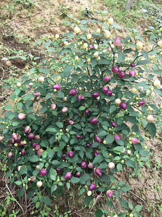 浇水太多了太勤快了很容易就导致花的凋谢,这样就会影响到植物的结果