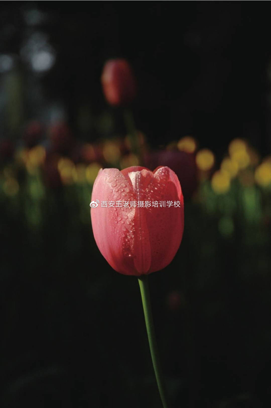 方法|常用构图之对比方法
