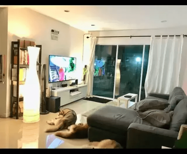 满地|替好友照顾的两只二哈,新买的沙发就此报废