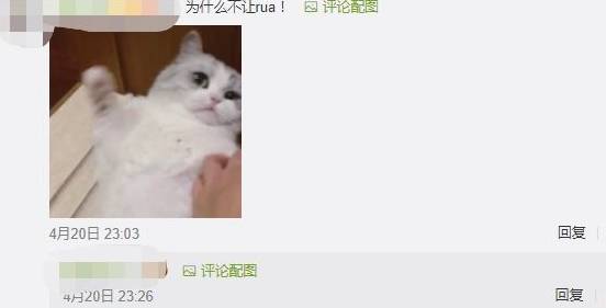 什么|你为猫咪做过什么事而它并不领情?评论里开始心疼躲墙角的狗……