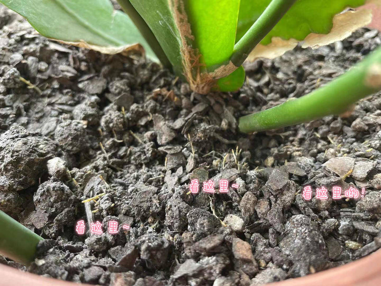 毛细根可是昙花根系晴雨表,对于