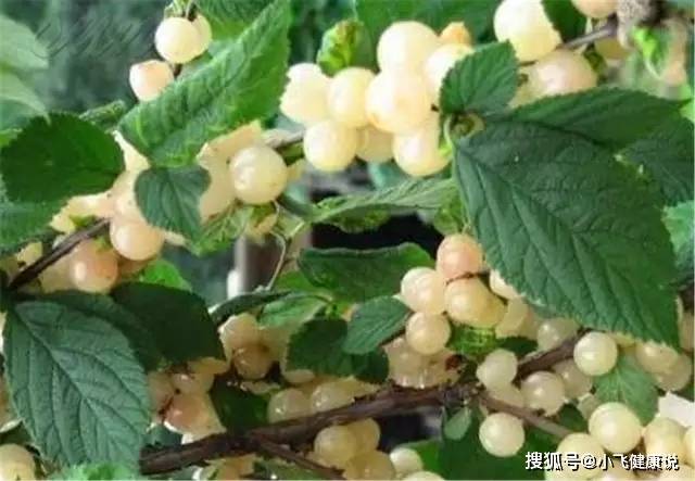 治疗|立秋后，晚上当零食吃一把，美容养颜，去皱消斑，皮肤红润嫩白