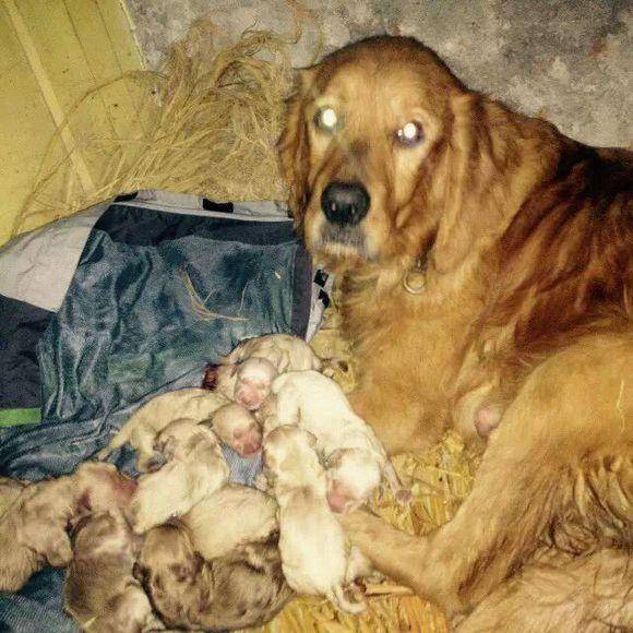 伟大的金毛狗妈妈一胎生了12只小狗