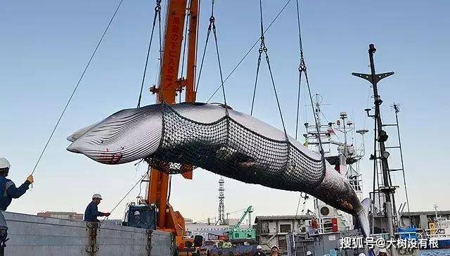 日本为何执意捕杀鲸鱼？并不是为了吃肉，真实原因值得各国警惕