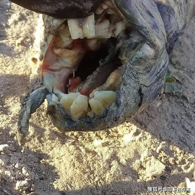 阿根廷景区出现不明生物，长有像人的牙齿，能咬碎蜗牛的硬壳