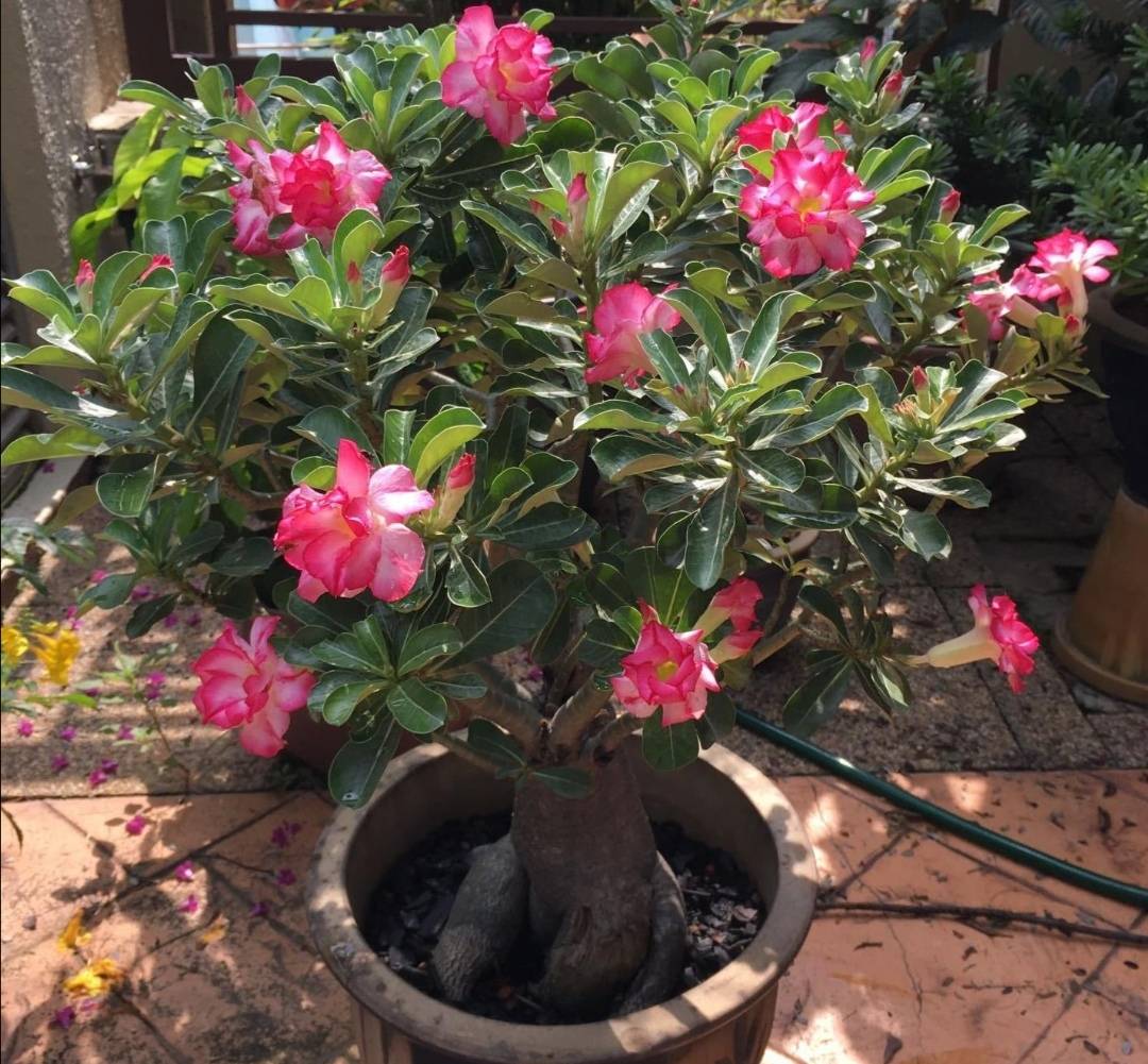 沙漠玫瑰株型粗大,叶子翠绿,开花艳丽多姿,也是很多花友都喜欢的一种