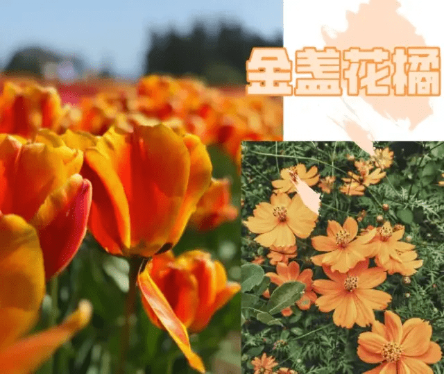 金盏花|想要人群中一眼看到你？选对这几个颜色，谁穿谁美