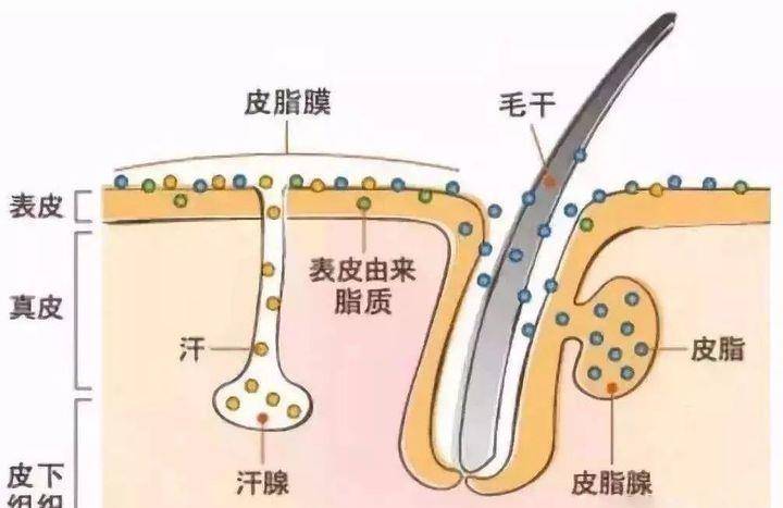 什么|谁说超市护肤品没好货？白菜价也能买到宝