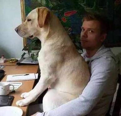 什么|宠主的这些行为，对“拉布拉多犬”来说，如同惩罚！