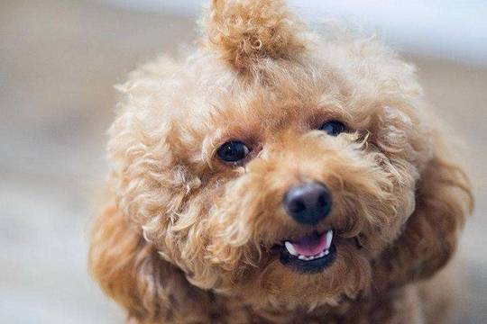 自己怎样制作狗冻干 451d2f4d7ad647018d67517091912eaa.jpeg