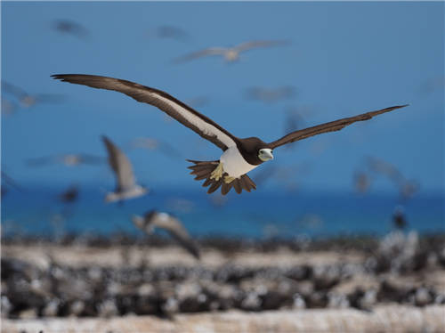 系统|珠联璧合 质速兼顾——奥之心E-M1X搭配300mm F4.0 IS PRO