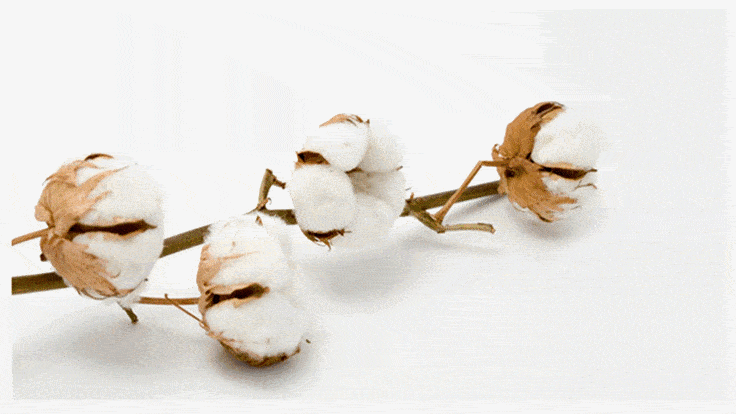 金顶小|红金顶布草生产厂家告诉你为什么酒店偏爱白色！