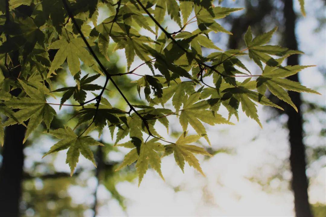 廓形|木棉道·新品 | 秋天的第一条连衣裙